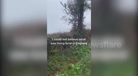 Wallaby spotted in England - thousands of miles from Australia