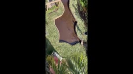 'Men are too scared to date me because of my job,' reveals glamorous CROCODILE handler Part 3/4