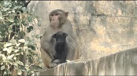 Monkey adopting orphaned puppy goes viral in India