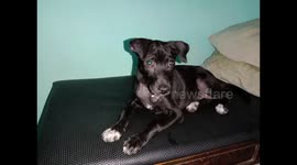 I bought her new toy, she always like to play, So I get her new one.