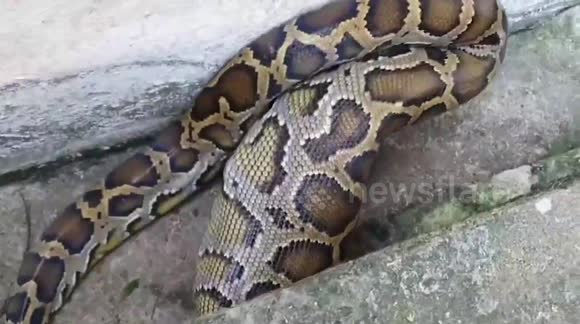 Huge python regurgitates chicken while escaping from animal handlers in ...