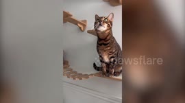 Cat mum spends over $3,000 on extravagant indoor adventure playground and outdoor ‘catio’ with huge cat towers and a DIY rope bridge