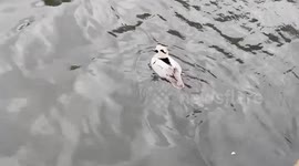 Rare sighting of a smew in St James’s Park, London