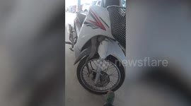 Massive monitor lizard found stuck in motorcycle