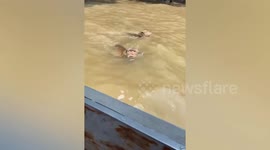 Tourist shrieks in terror as wild monkey pirates swim across river to raid their boat
