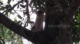 Rescue of a cat stuck in a tree when running from my tom cat