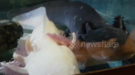 Salamanders are a group of amphibians typically characterized by their lizard like appearance