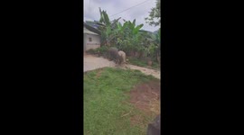 Men trying to stop two buffaloes from fighting in the yard