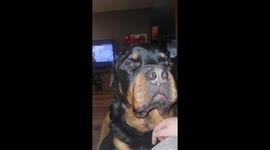 Bruin is an 8 year old rottweiler who still thinks he is a lapdog and loves to sing I love you to his humans