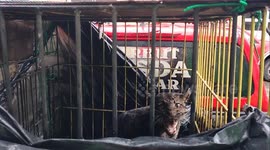 The moment when a rare clouded leopard tries to surprise the cameraman