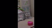 temp