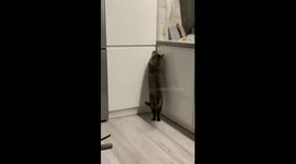 Hungry cat successfully opens food drawer
