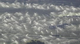 Beautiful backlit sighting, thousands of sprinklers spraying water in swiss orchards for frost protection