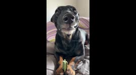 Nero the Doberman-Dackel mix enjoys chicken dental sticks in Hamburg, Germany
