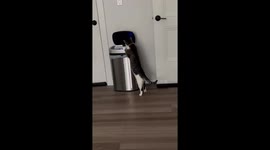 Curious cat plays with smart trash can
