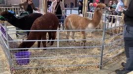 Cute alpacas captivate visitors outside Battersea Power Station