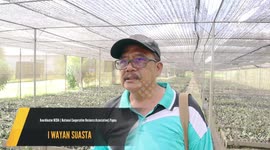 Visit the First Vanilla Factory in Papua Province