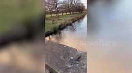 A stag has been spotted practicing its football technique in a south-west London park.