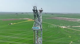 Oriental White Storks Take Care of Five Newborn Birds in Their Nest In Suqian, China