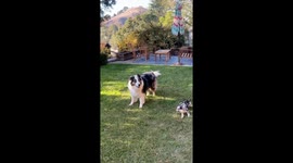 Orbiting the Cobalt: Geronimo & Jinx’s playtime in San Francisco bay area