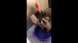 Tishka the raccoon does laundry: adorable sock washing in Baranovichi, Belarus!