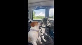 Dalmatian and Beagle fall asleep in car showcasing adorable friendship