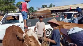 Timelapse; The Bustle of the Muntilan Livestock Market, Central Java When Kliwon Market Day Comes
