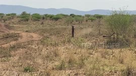 Brave antelope escapes crocodile attack before chasing off lion