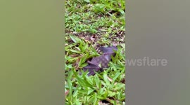 Couple rescues lost baby bat attacked by birds in Singapore