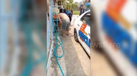 Two stray dogs rescued after being hit by harpoons