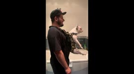 Big bulldog in a small carrier: hilarious looking!