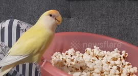 rosenkolis eats popcorn