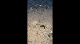 Moray eel jumps out of ocean on to beach to grab crab and drag it back to ocean