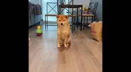 Shiba Inu learned a new trick: watch her adorable smile!