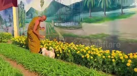 Cute puppy carries basket for monks picking flowers in garden in Cambodia