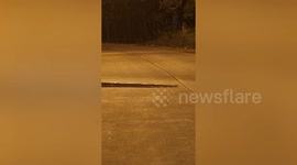Slithering speed bump: Python holds up traffic for minutes as it makes way across road