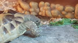 Tourtois chomps cabbages and gobbles up the green vegtable leafs