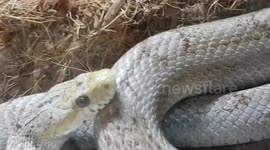 Rat Corn Snake is a constrictor species that eats rodents and other foods