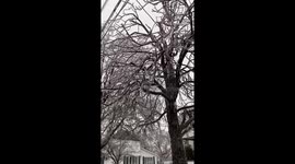 Montreal hit with ice storm downing trees in area