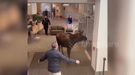 Moose enters hospital to get some morning greens in Alaska