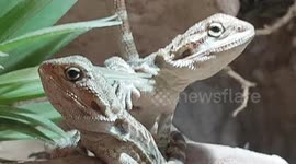 Beaded Dragons are very inquisitive animals and like to see what's passing by