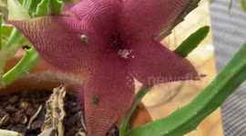 Carrion plant fools female blowfly into laying her eggs on its flower.