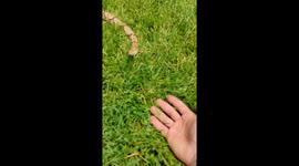 Friendly Copperhead!