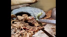 Copperhead eating hornworms!