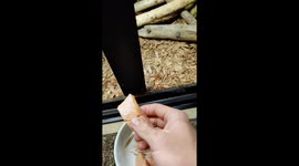 Hand feeding False Water Cobra trout!