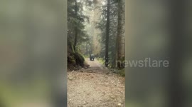 Huge black bear stalks group of friends along hiking trail