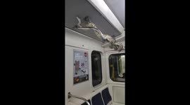 Young man releases giant boa constrictor on tube in St. Petersburg, Russia