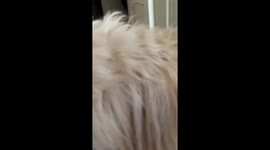 Confused pup vs tangerine shirt print: a comedic moment in St. Petersburg