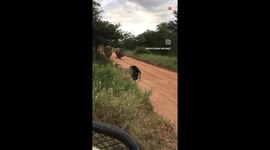 Dominant Male Lions bolt out of the scene after being approached by Female Rhinos