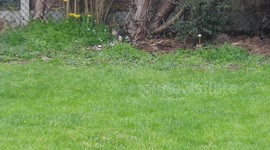 Video of rare Goshawk eating